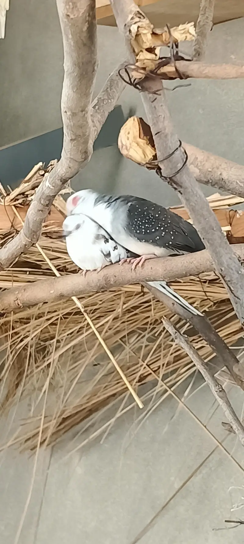 Diamond Silver Pied Dove — photo 5