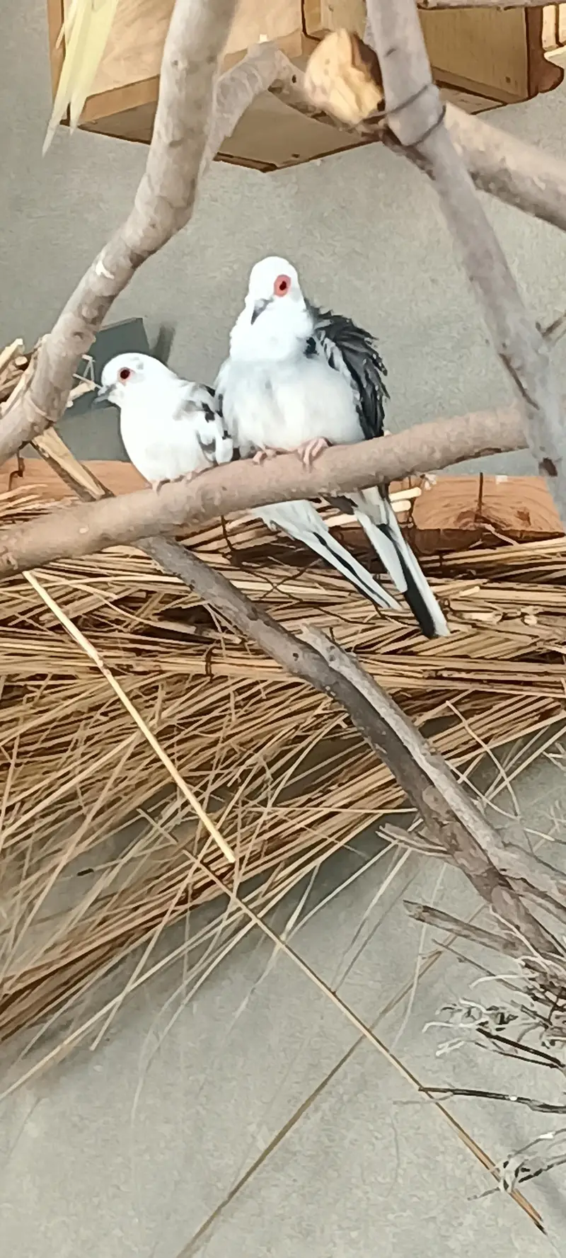 Diamond Silver Pied Dove — photo 6