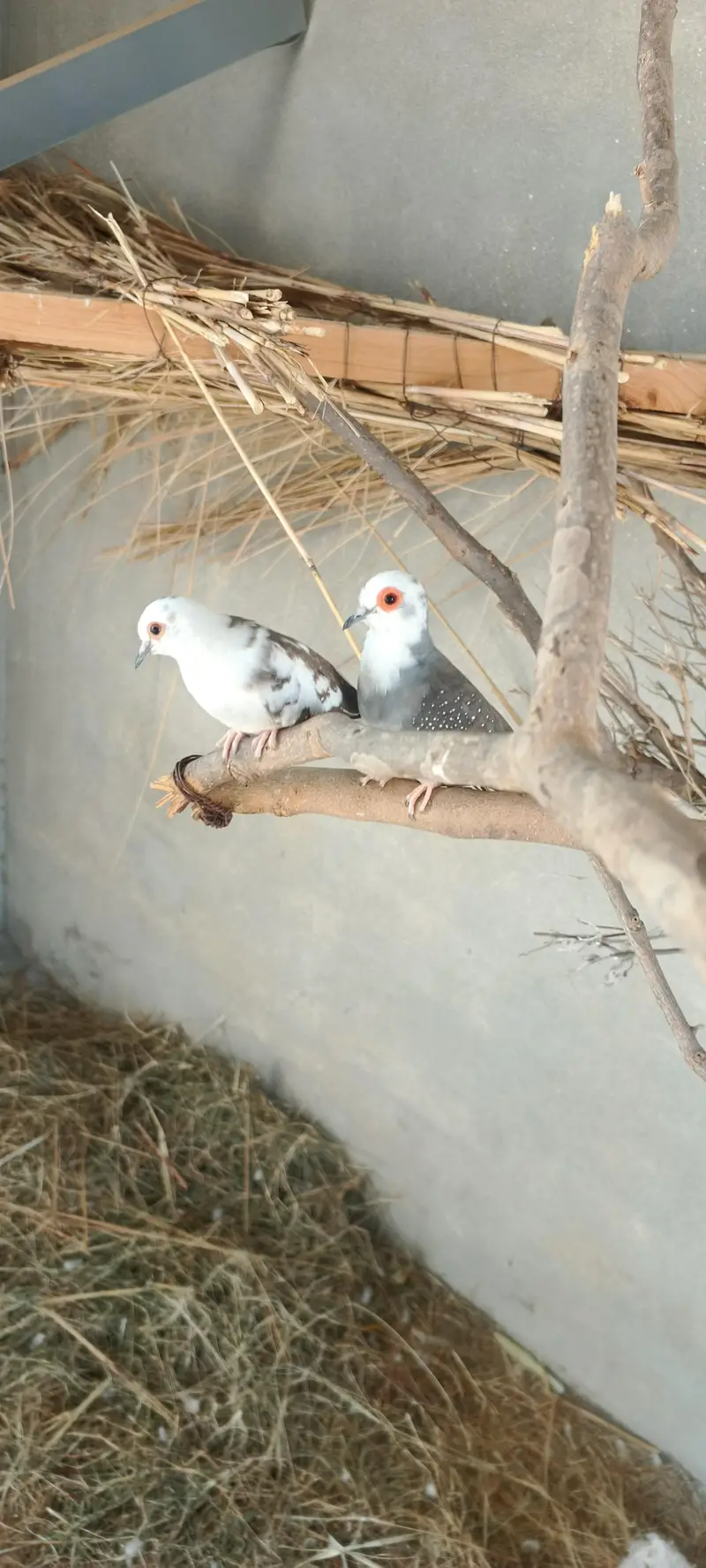 Diamond Silver Pied Dove — photo 7