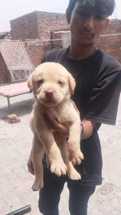 Labrador