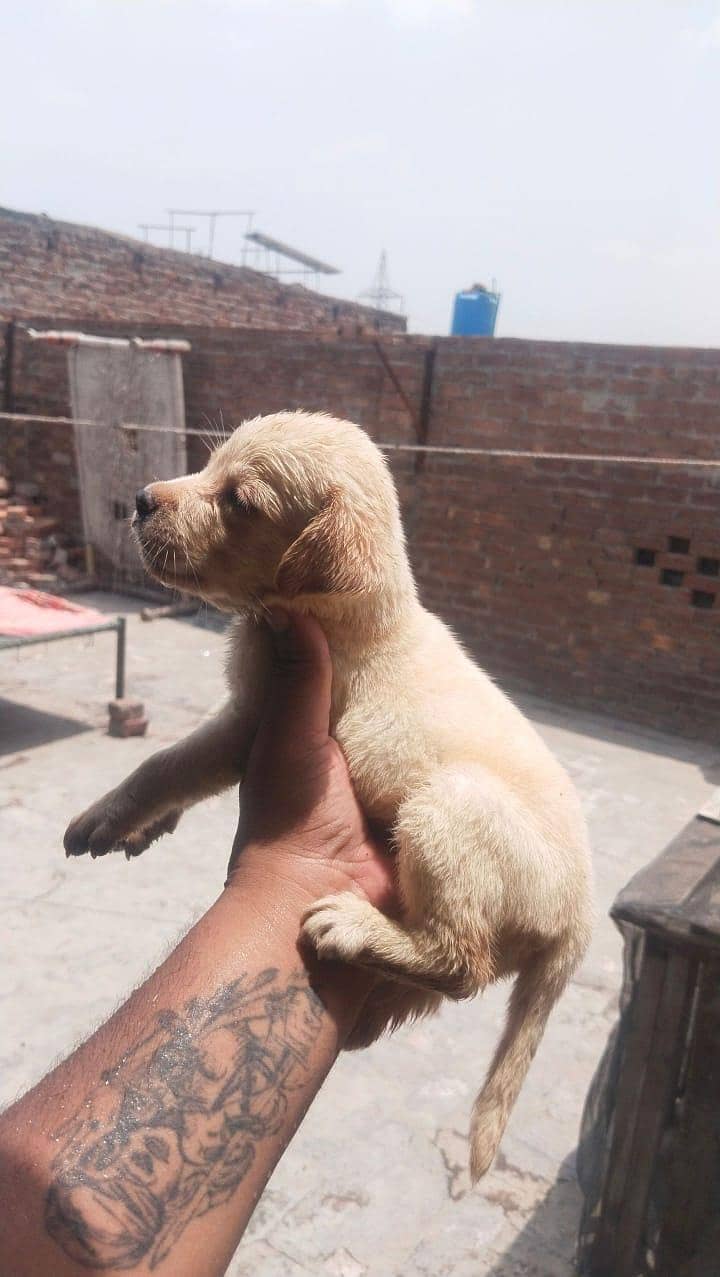 Labrador 1