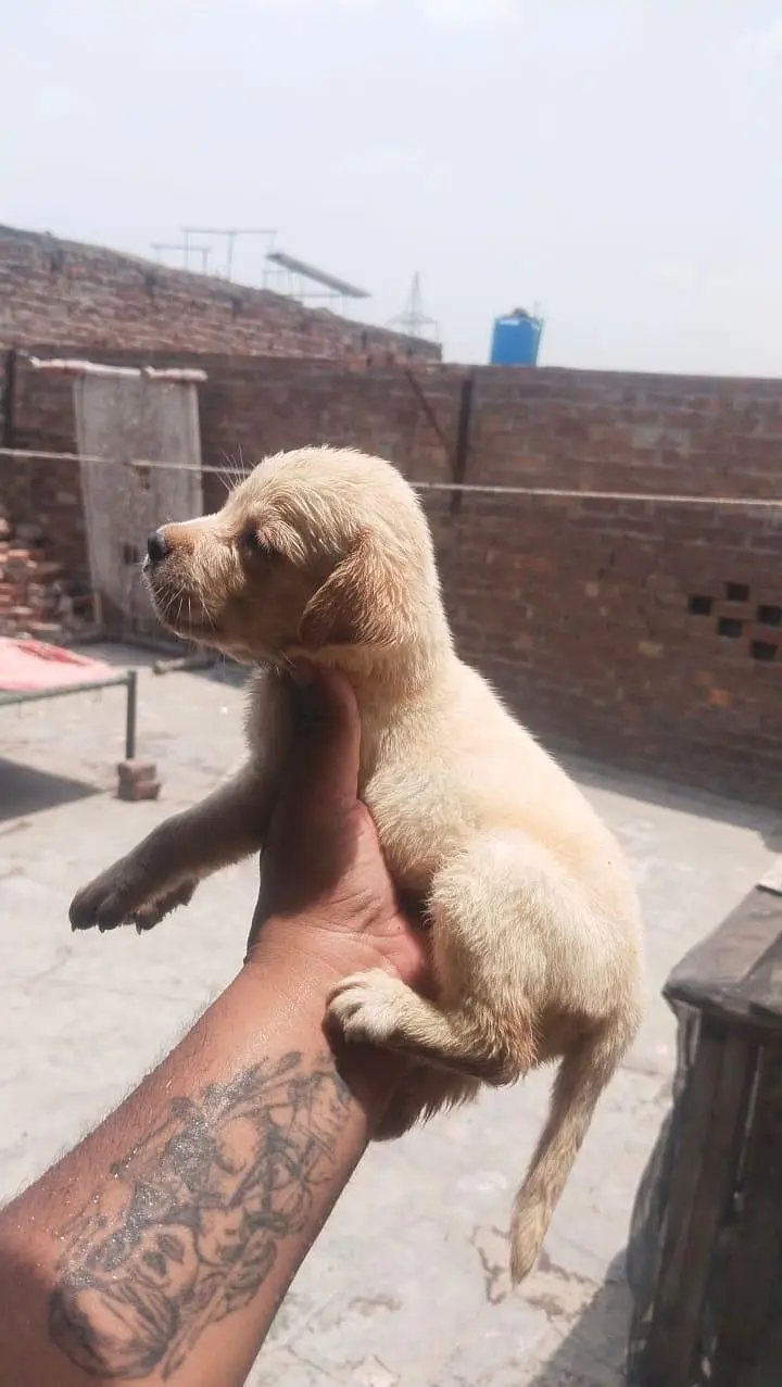 Labrador — photo 2