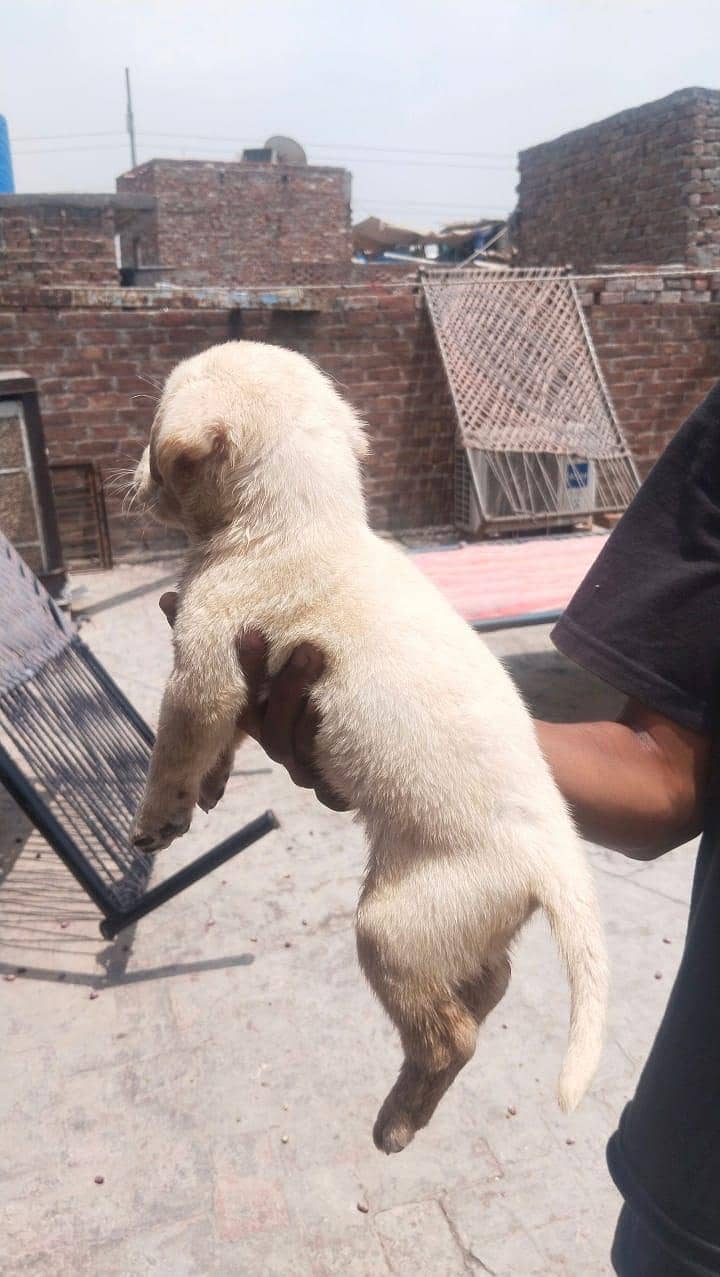 Labrador 2