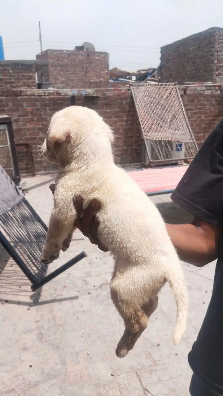 Labrador — photo 3