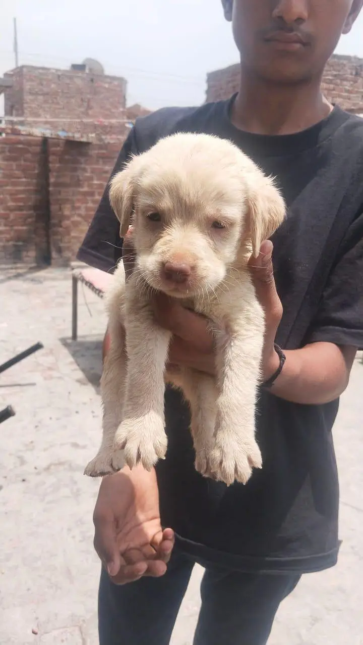Labrador — photo 4