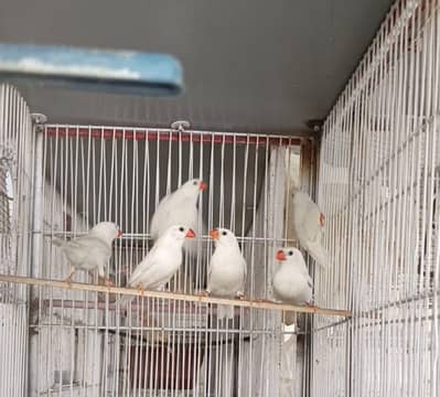 Finch Java Dove top quality