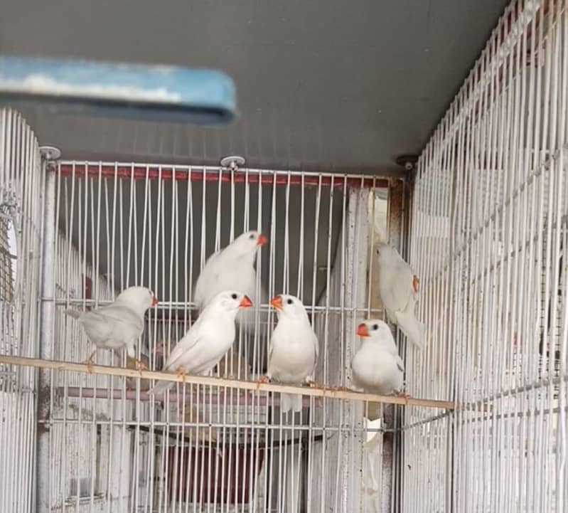 Finch Java Dove top quality 0