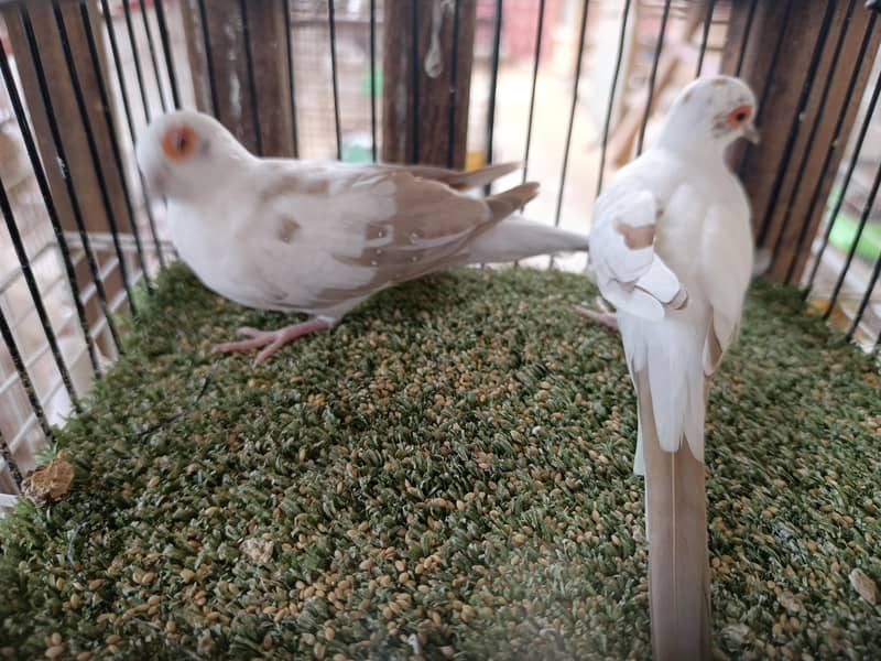 Finch Java Dove top quality 1
