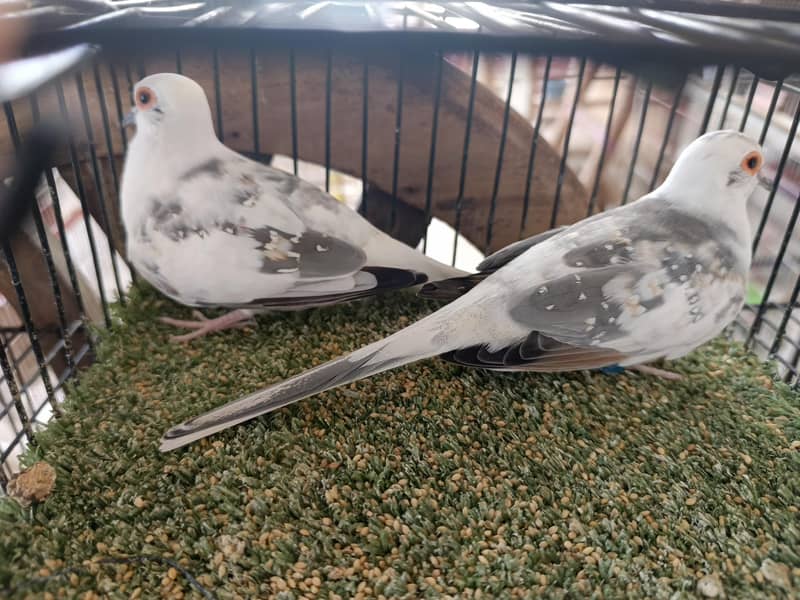 Finch Java Dove top quality 2