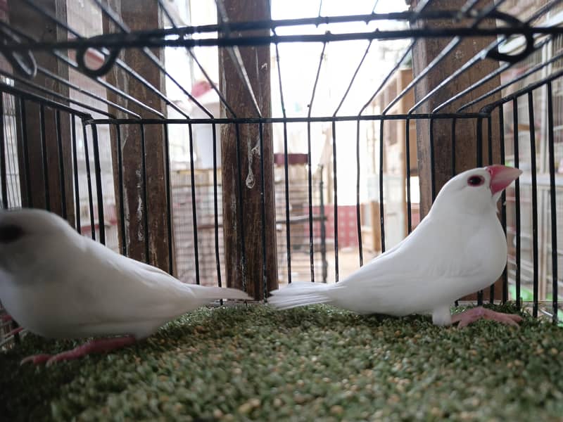 Finch Java Dove top quality 3