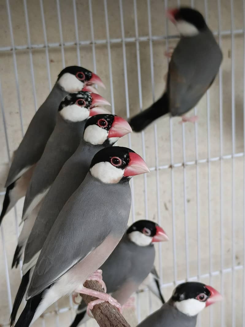 Finch Java Dove top quality 4