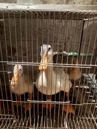 I'm selling my ducks 1 Adult 2 chick's