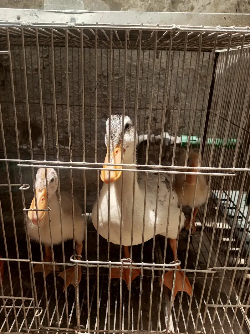 I'm selling my ducks 1 Adult 2 chick's