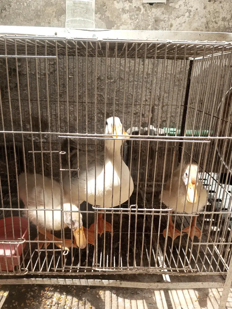I'm selling my ducks 1 Adult 2 chick's — photo 2
