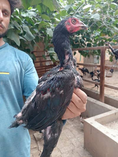 Thai Aseel Hen | Pakoye Aseel & Locker Chicks | Aseel Thai | Aseel Hen