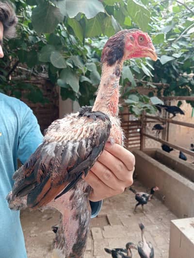 Thai Aseel Hen | Pakoye Aseel & Locker Chicks | Aseel Thai | Aseel Hen