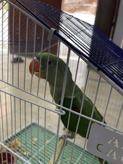 Raw Parrot available for sale