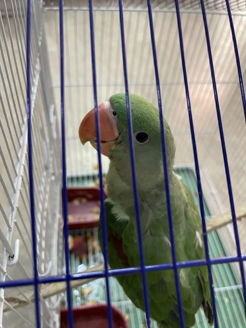 Raw Parrot available for sale — photo 2