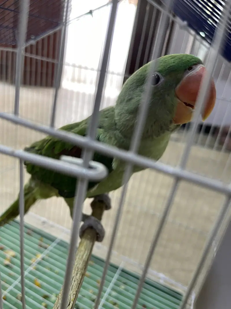 Raw Parrot available for sale — photo 3