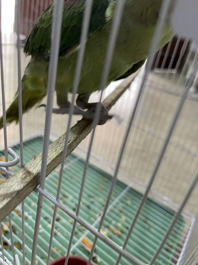 Raw Parrot available for sale — photo 4