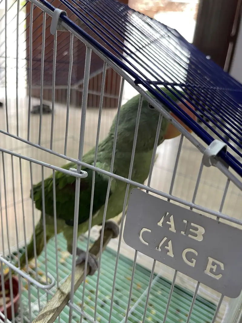 Raw Parrot available for sale — photo 5