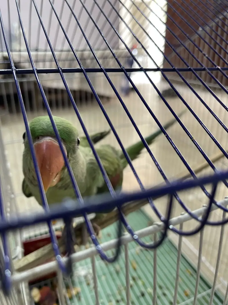 Raw Parrot available for sale — photo 6