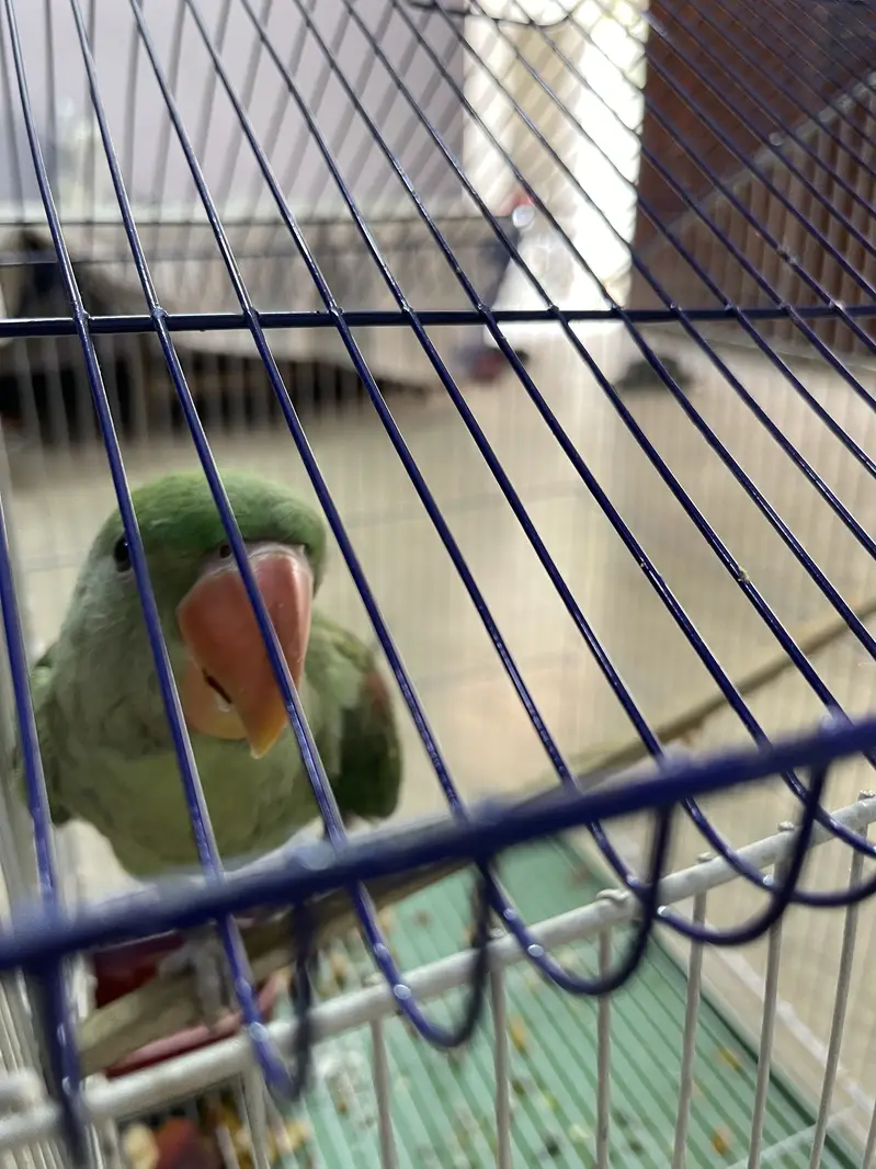 Raw Parrot available for sale — photo 7