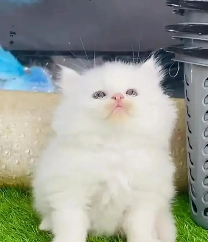 (Persian female kitten) (for sale all) (Pakistan delivery available) — photo 3