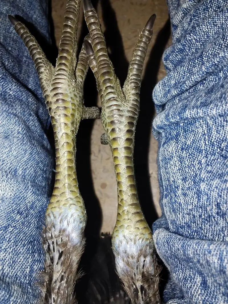 Dragons Aseel — photo 3