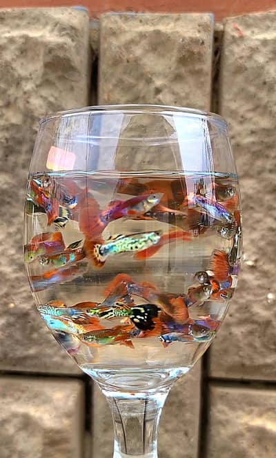 Colorful Fancy Guppy Fishes