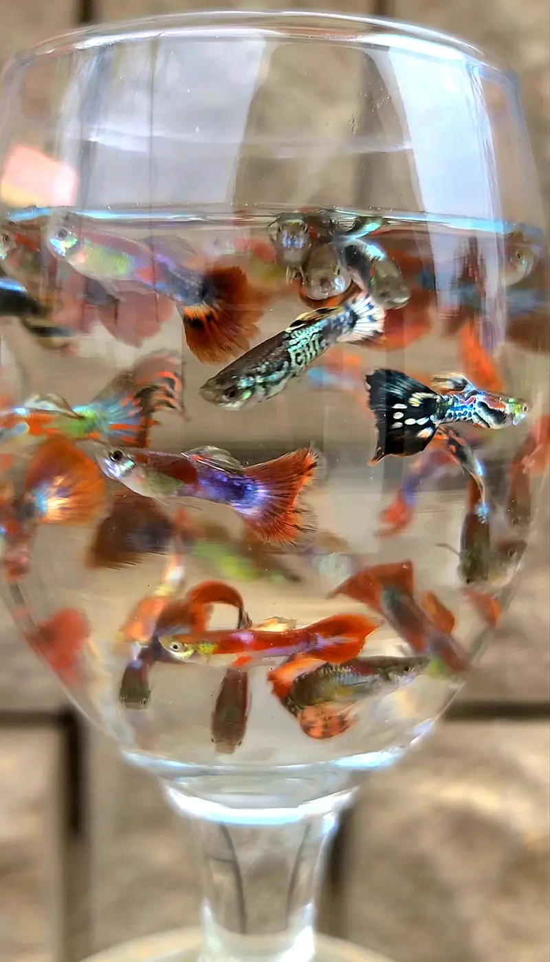 Colorful Fancy Guppy Fishes — photo 5