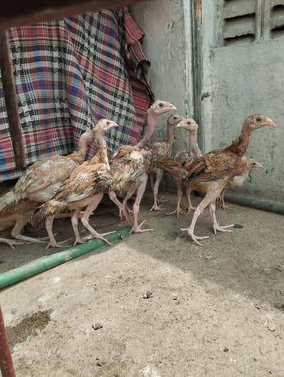 aseel chicken