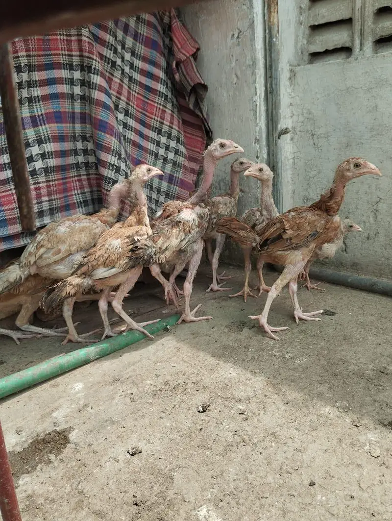 aseel chicken — photo 2