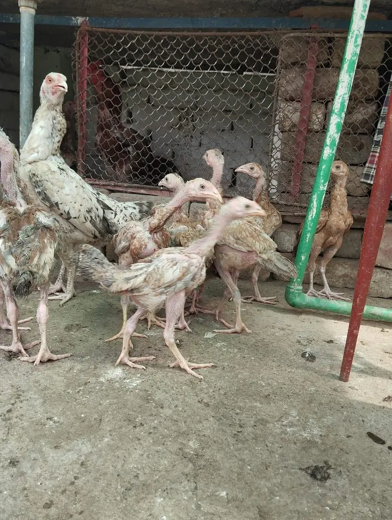 aseel chicken — photo 3