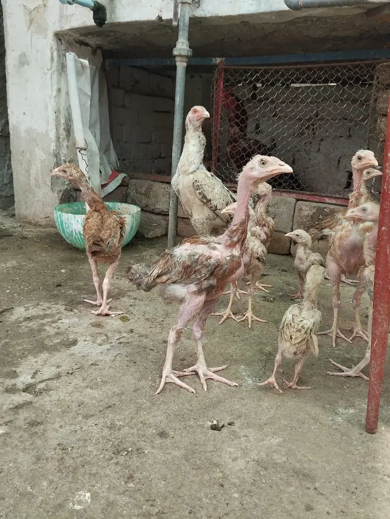 aseel chicken — photo 4
