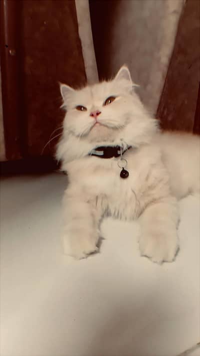 Persian female cat fawn colour