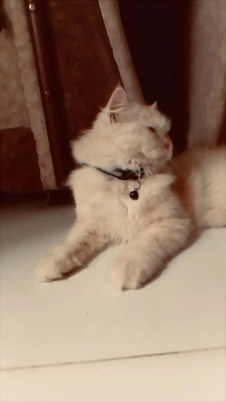 Persian female cat fawn colour — photo 2