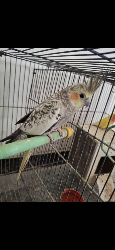 Cocktaiel 1 pair + 1 madi us na bhe 1 bar bacha diya ha or 4 us ka il