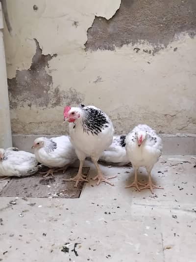 Light Sussex Chicks
