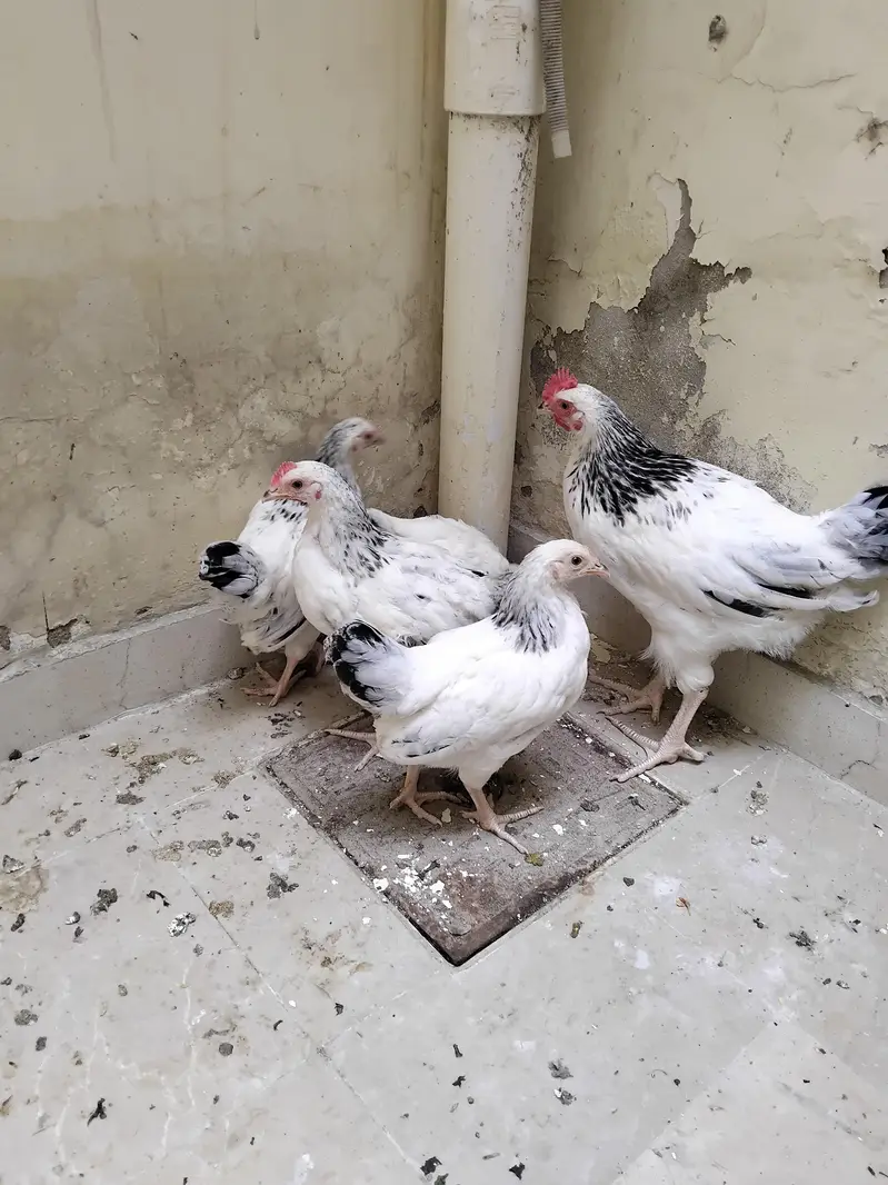 Light Sussex Chicks — photo 2