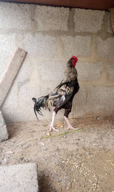 breeder cock urgent sale