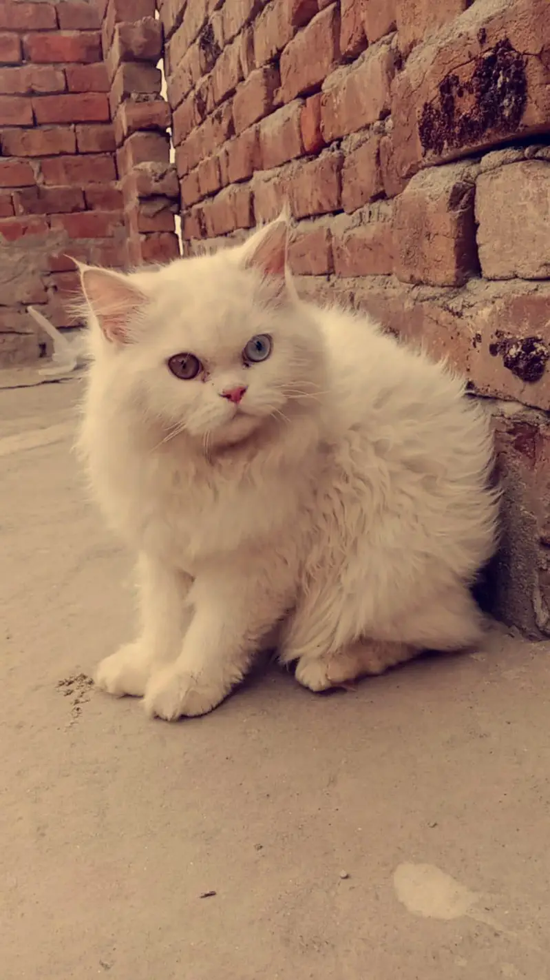 cat for sale — photo 2