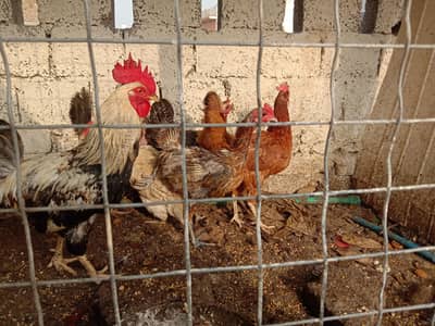 selling 6 hens set 1 rooster 5 hens egg wali