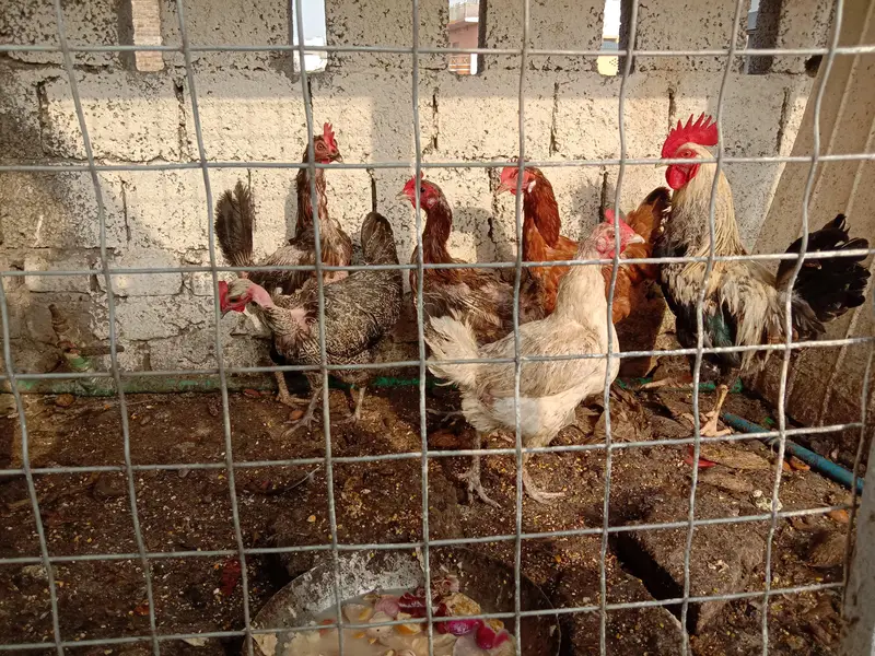 selling 6 hens set 1 rooster 5 hens egg wali — photo 2