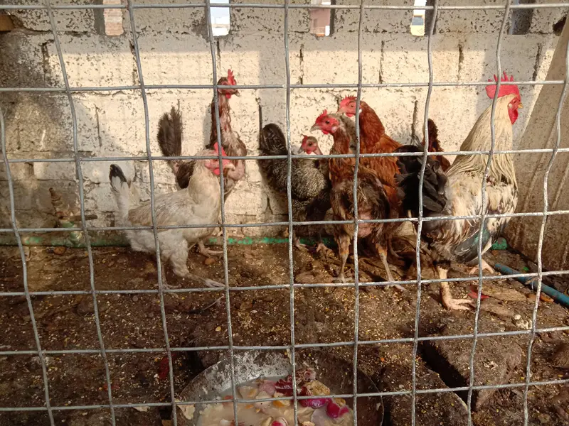 selling 6 hens set 1 rooster 5 hens egg wali — photo 3