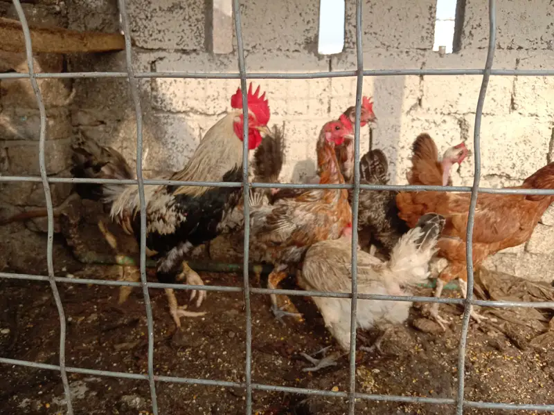 selling 6 hens set 1 rooster 5 hens egg wali — photo 4