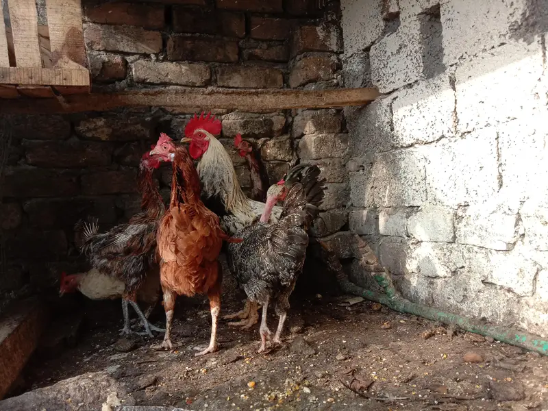 selling 6 hens set 1 rooster 5 hens egg wali — photo 5