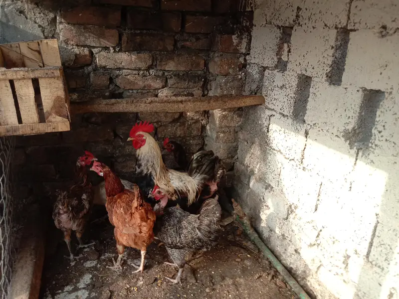 selling 6 hens set 1 rooster 5 hens egg wali — photo 6