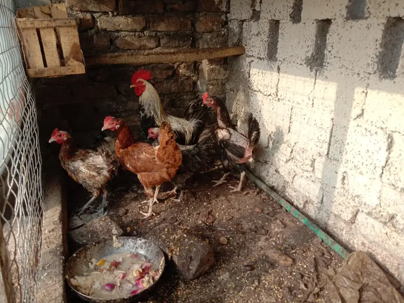 selling 6 hens set 1 rooster 5 hens egg wali — photo 7