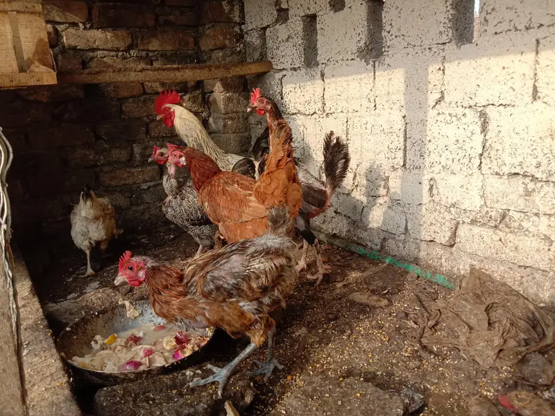 selling 6 hens set 1 rooster 5 hens egg wali — photo 8